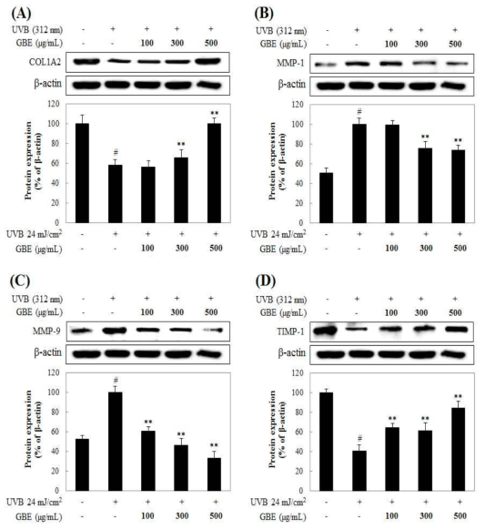 Effect of GBE the protein expression of COL1A2 (A), MMP-1 (B), MMP-9 (C), TIMP-1 (D) in stimulated CCD986sk fibroblasts with UVB. CCD986sk fibroblast (1×105 cells/mL) were treated with UVB (24 mJ/cm2) and, 100-500 μg/mL of dissolved in D.W was added, and the cells were further incubated for 48 h. Normal (Nor) group were obtained in the absence of UVB. Control (Con) group treated only UVB. The values are mean ± SD of three independent experiments. #P<0.05 compared with control group, *P<0.05, **P<0.01 compared with control group
