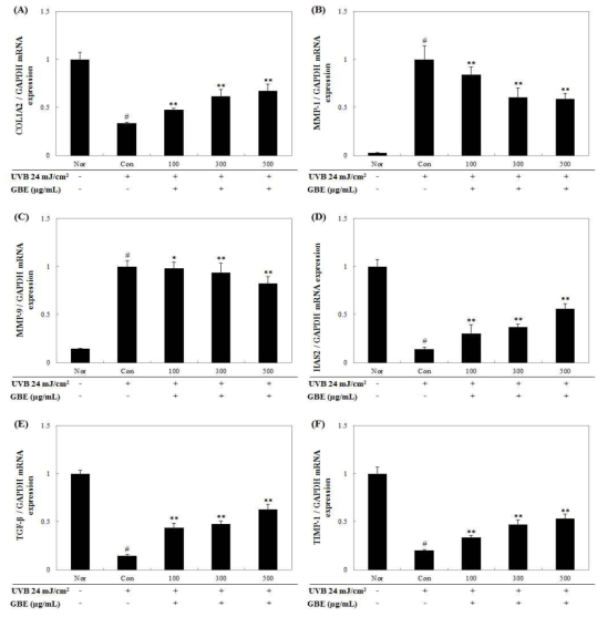 Effect of GBE on mRNA expression in CCD986sk fibroblast stimulated with UVB. CCD986sk fibroblast (1×106 cells/mL) were treated with UVB (24 mJ/cm2) and, various concentrations (100-500 μg/mL), were added and the cells were further incubated for 48 h. The mRNA expression of the photoaging-related factors COL1A2 (A), MMP-1 (B), MMP-9 (C), HAS2 (D), TGF-β (E), TIMP-1 (F) were measured by real-time PCR. Relative mRNA expression levels were normalized to GAPDH. Normal (Nor) group measurements were obtained in the absence of UVB. Control (Con) group treated only UVB. The values are mean ± SD of three independent experiments. #P<0.05 compared with control group, *P<0.05, **P<0.01 compared with control group