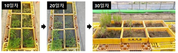 Phytotoxicity levels of Echinochloa crus-galli to triafamone applied at 10-30 days after transplanting