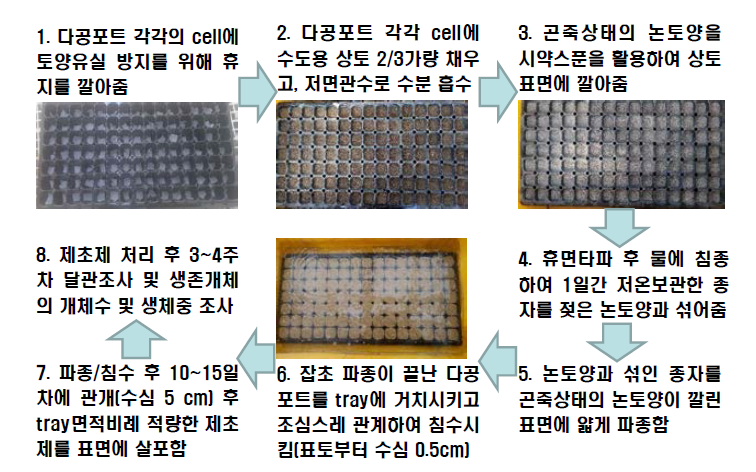 개발한 multi-hole tray assay법을 통한 저항성 잡초 평가 과정