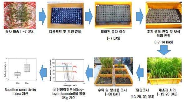 Multi-hole tray assay법을 통한 baseline sensitivity study 과정