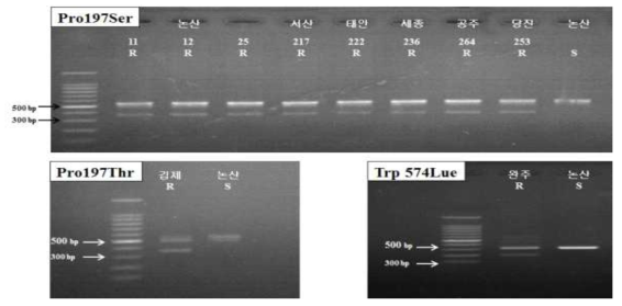 SNP를 통한 ALS 저항성과 감수성 올챙이고랭이의 유전자형 분석