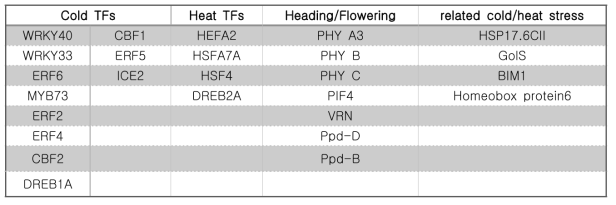 실험에 사용한 파성 및 개화기작/ 온도 스트레스 관련 유전자 리스트