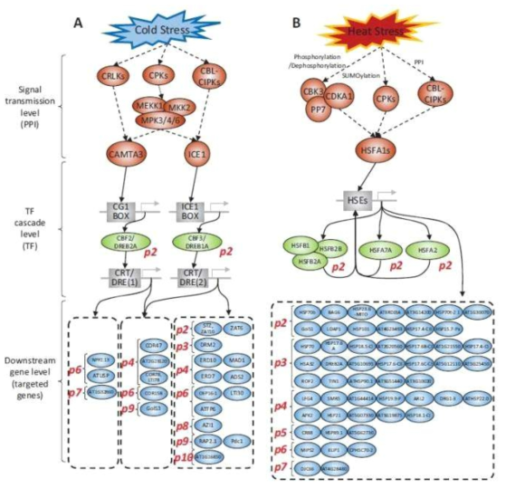 HTRgene을 통해 도출된 cold 및 heat stress 기작 및 관련 유전자집단 (2018, Ahn et al.)