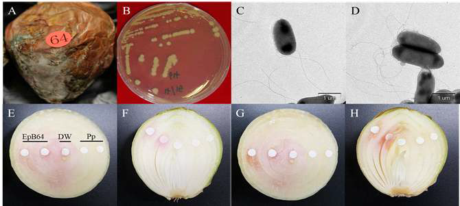 양파분홍무름병균 B64와 양파에서의 무름병징