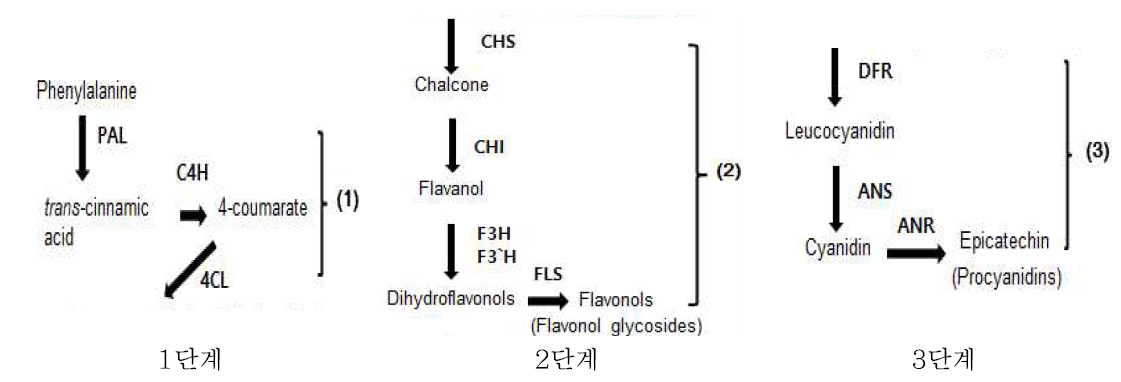플라보노이드 생합성경로 및 관련 유전자