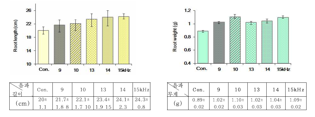토양생육 중 단일음파(1kHz) 추가처리한 호박유묘 뿌리길이와 생체중