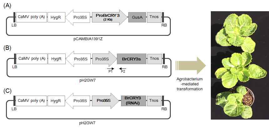식물형질전환용 벡터 구성. 애기장대 및 배추 형질전환용 벡터는 GUS 유전자를 포함하며(A), 과발현을 위한 벡터는 35S promoter를 사용하였으며(B), 유전자의 knock down을 위한 RNAi 벡터는 35S promoter를 사용하였고(C), 선발마커로 hygromycin 저항성 유전자를 포함하고 있음