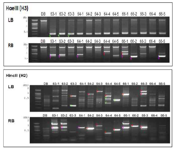 BrCRY3 과발현 배추 형질전환체 유전자형 분석