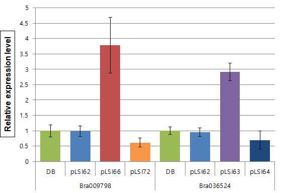 BrCRY3 유전자의 과발현 및 RNAi 도입 배추 형질전환체 이용 발현 분석. pLSI62: Regenerated plants; pLSI63, 64: BrCRY3 (Bra036524); pLSI66: BrCRY3 (Bra009798); pLSI72: BrCRY3 (Bra009798, RNAi)