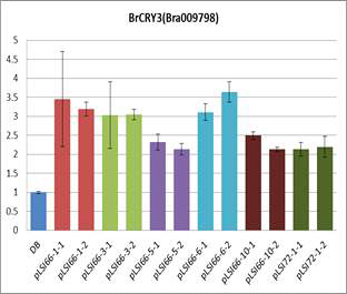 BrCRY3 유전자의 과발현 및 RNAi 도입 배추 형질전환체 이용 발현 분석. pLSI66: BrCRY3 (Bra009798); pLSI72: BrCRY3 (Bra009798, RNAi)