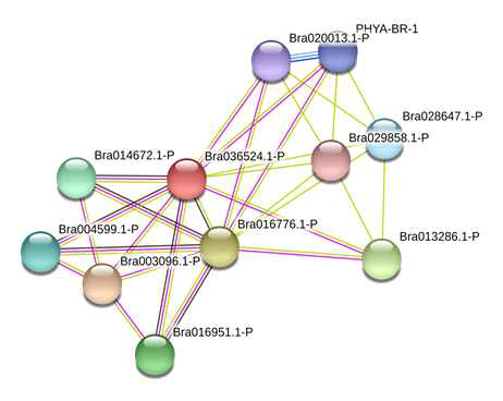 BrCRY3의 protein interaction network 예측. Bra003096.1-P=Uncharacterized protein; AT5G52910, Bra004599.1-P=basic helix-loop-helix (bHLH) family protein; Bra013286.1-P=Phytochrome; Regulatory photoreceptor, Bra014672.1-P=Uncharacterized protein; AT3G56770, Bra016776.1-P=AT1G12370; PHR1, UVR2 Bra016951.1-P=Uncharacterized protein; T2G41130, Bra020013.1-P=AT1G09570; PHYA, Bra028647.1-P=Uncharacterized protein; AT5G08710, Bra029858.1-P=Uncharacterized protein; AT5G48330, PHYA-BR-1=Phytochrome; Regulatory photoreceptor, Bra036524.1-P=CRY3 (cryptochrome 3)