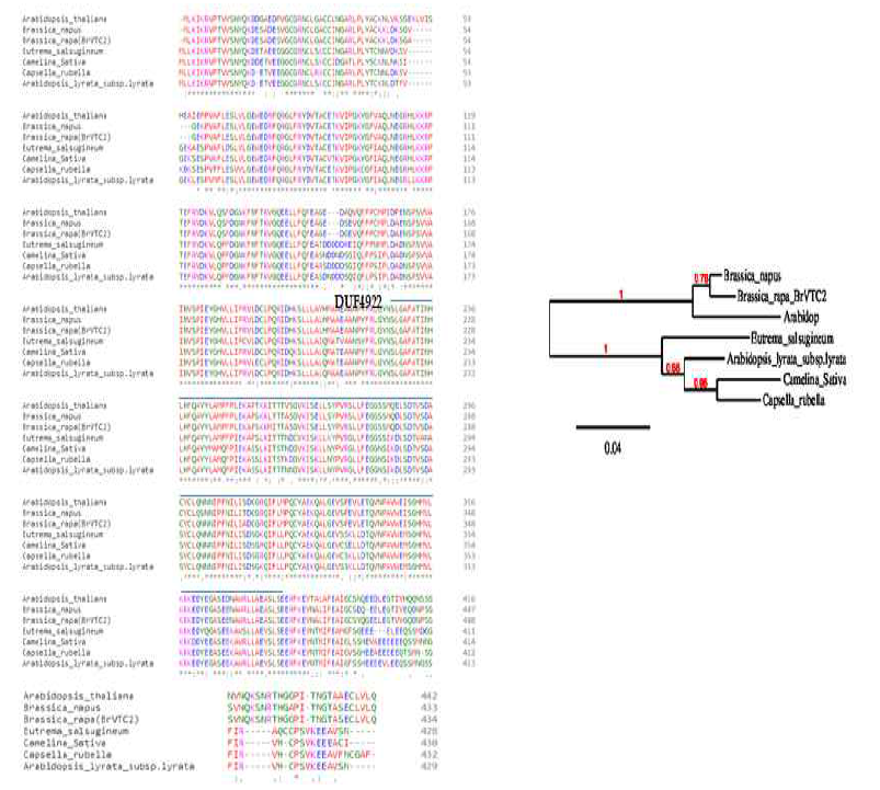 배추 유래 비타민 C 생합성 관련 BrVTC2 유전자의 염기서열 분석. DUF4922 family를 포함하고 있음