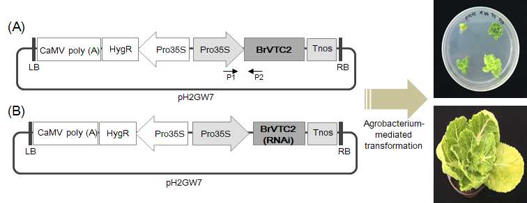 배추 유래 BrVTC2 유전자의 식물형질전환용 벡터 구성. 배추 과발현과 RNAi 을 위한 벡터는 35S promoter를 사용하였으며 선발마커로 hygromycin 저항성 유전자를 포함하고 있음