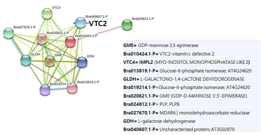 BrVTC2의 protein interaction network 예측