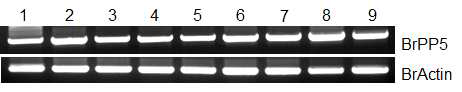 배추 이용 조직별 BrPP5 유전자의 발현 분석. Lane 1, 종자; 2, 정단분열조직; 3, 자엽; 4, 하배축; 5, 잎; 6, 뿌리; 7, 꽃가루; 8, 자방; 9, 꼬투리