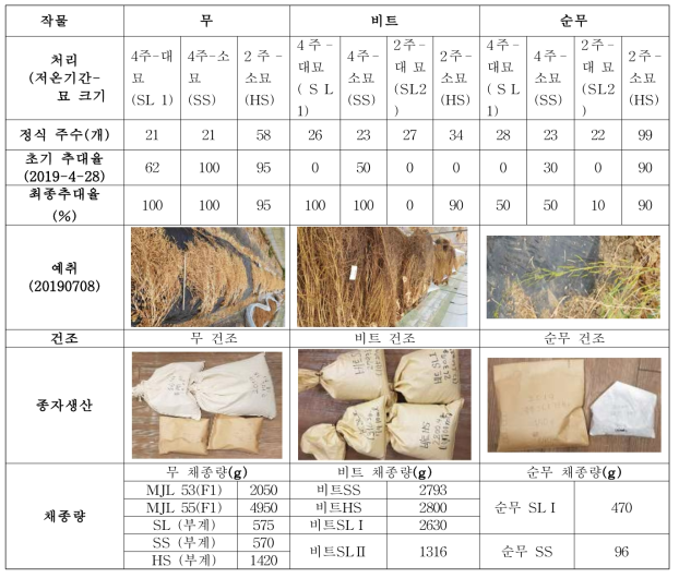 무, 순무, 비트의 유기농 종자 생산