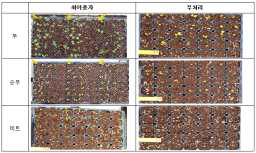 최아종자와 무처리종자 발아율 비교 사진