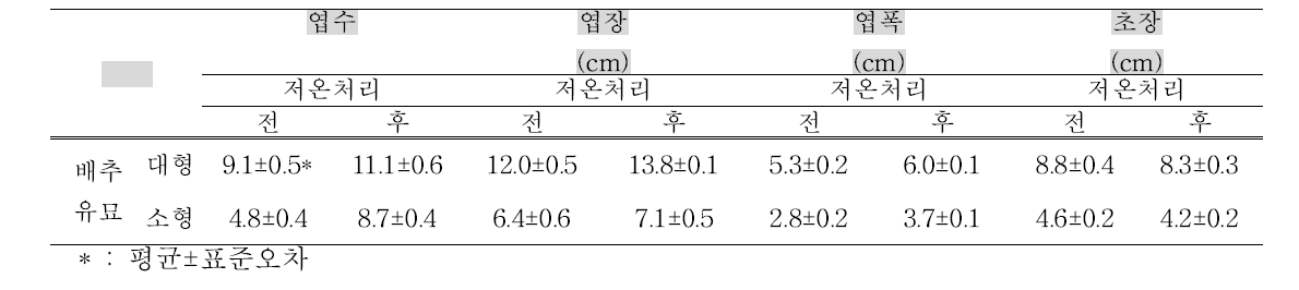 저온 처리 전후 배추 대묘와 소묘의 생육상태 비교