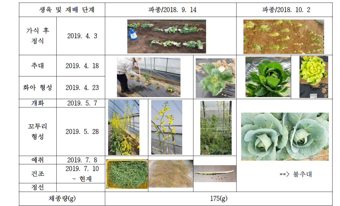 양배추 유기종자 생산과정