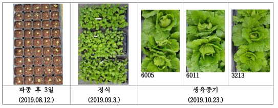 배추 생육과정