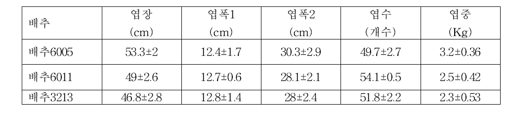 배추 품종별 생육특성