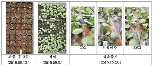 양배추재배과정