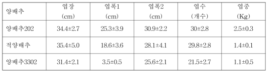 양배추 품종별 생육특성