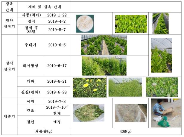 상추 유기종자 생산과정