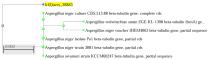 무소독 수박에서 분리한 Aspergillus niger strains isolated from watermelon seed based on of partial β-tubulin 유전자(501bp)의 부분 염기서열 분석 및 MEGA version 5.2.2. 프로그램을 이용한 유전적 유연관계분석(>0.6)