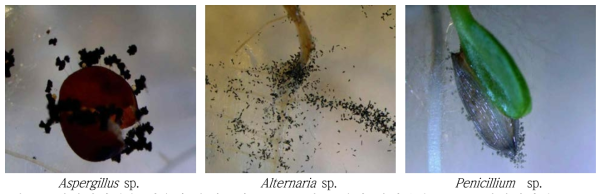 광학현미경을 이용한 유기종자 주요 오염 곰팡이 형태관찰 (200X, 광학현미경)