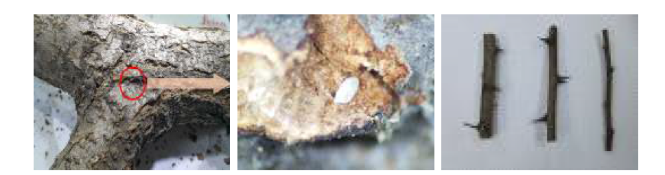 미국선녀벌레 월동알과 아까시나무 굵기별 가지모양