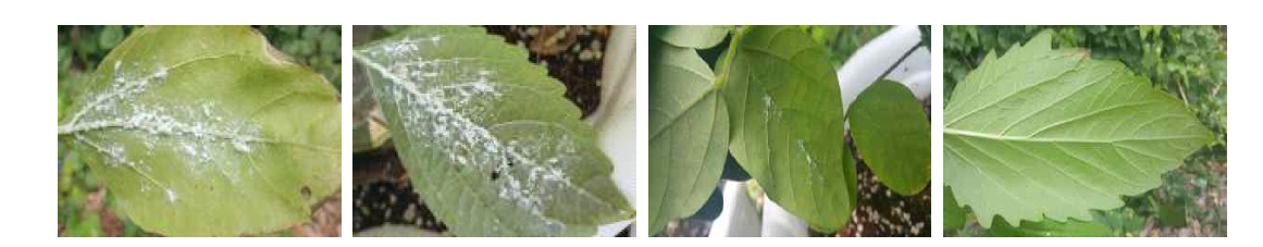 식물에 정착한 미국선녀벌레 약충의 모습(좌→우: 해바라기, 들깨, 콩, 참깨)