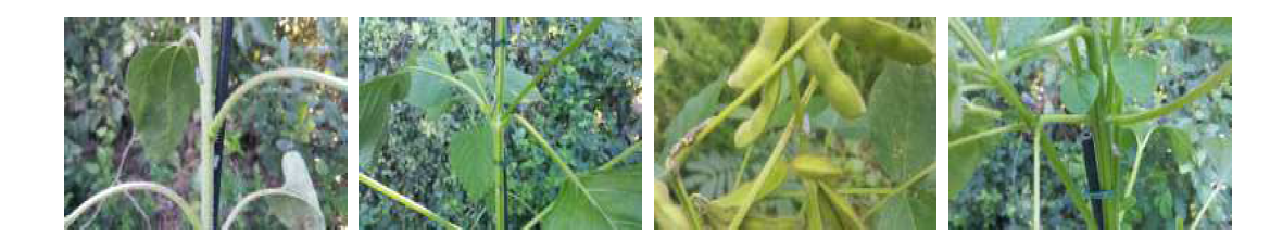 식물에 정착한 미국선녀벌레 성충의 모습(좌→우: 해바라기, 들깨, 콩, 참깨)