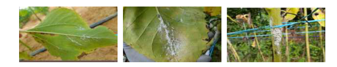 유인식물 포장실험에서 해바라기 잎과 줄기에 달라붙은 미국선녀벌레 약충의 모습
