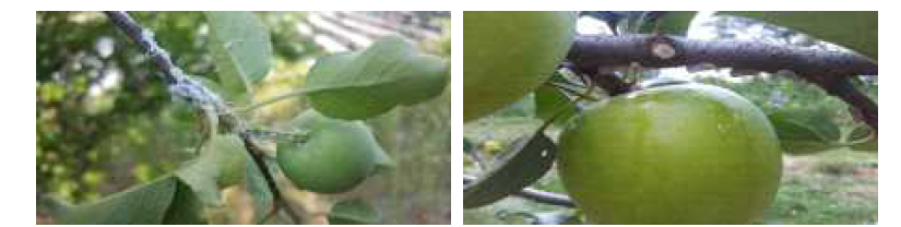 사과원 내 미국선녀벌레 약충과 성충의 모습