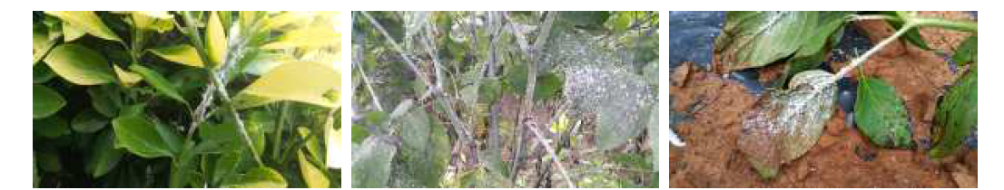 고추재배지 인근 수목류, 재배지 내부 초본류에서 발생한 미국선녀벌레 발생상황