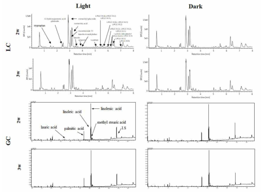 빛의 유무에 따른 들깨 원료곡의 phytochemical 및 지방산조성 profiles