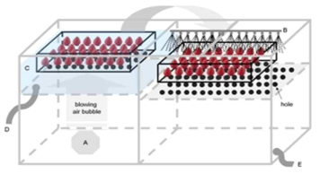 Scheme of air bubble washing equipment for mulberrys. A: air blower; B: shower(water  C: soaking strawberries in brine; D and E: drain