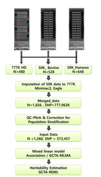 유전자형 자료 통합 및 전장유전체연관분석 과정 모식도