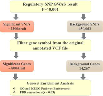 Regularoty 및 coding SNPs 활용 분석 과정