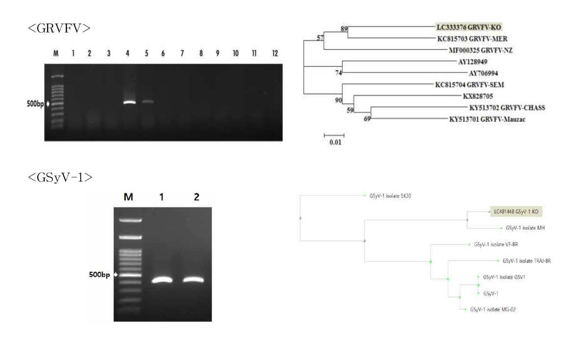 포도 GRVFV, GSyV-1 동정