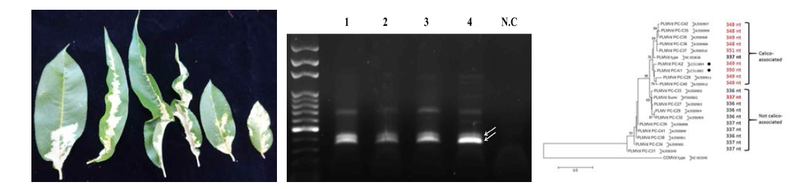 복숭아 PLMVd-PC의 감염 증상 및 동정