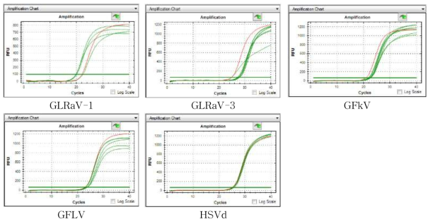 포도 바이러스, 바이로이드 qPCR 특이 프라이머 선발