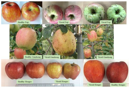 Appearance of healthy and viroid “Fuji”, “Gamhong”, and “Hongro” apples