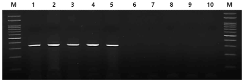 RT-PCR analysis of Apple scar skin viroid (ASSVd) in apple leaves. Lanes 1 to 5: ASSVd viroid-infected samples; Lane 6 to 10: ASSVd healthy samples. M: 100bp ladder DNA marker