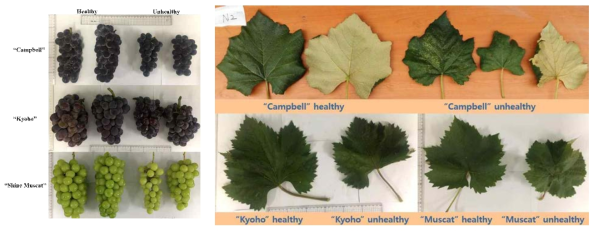 Appearance of healthy and viroid-infected grape leaves and berries