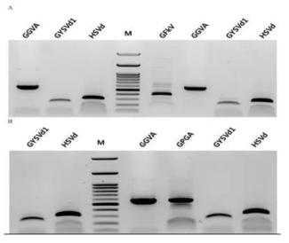 RT-PCR analysis of grape leaves. A: Campbell Early grapes, left : healthy sample, right : virus/viroid-infected sample B: Kyoho grapes, left : healthy sample, right : virus/viroid-infected sample M: 100bp ladder DNA marker