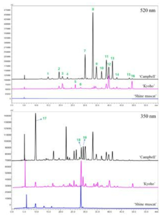 Representative chromatograms of healthy grape skin from Campbell, Kyoho, and Shine Muscat cultivars (at 520 nm and 350 nm)