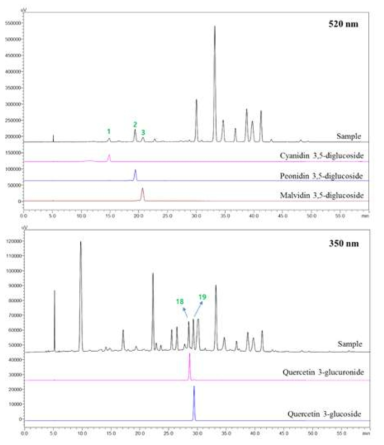 HPLC chromatograms of anthocyanins and phenolic compounds in Campbell grape sample monitored at 520 nm and 350 nm